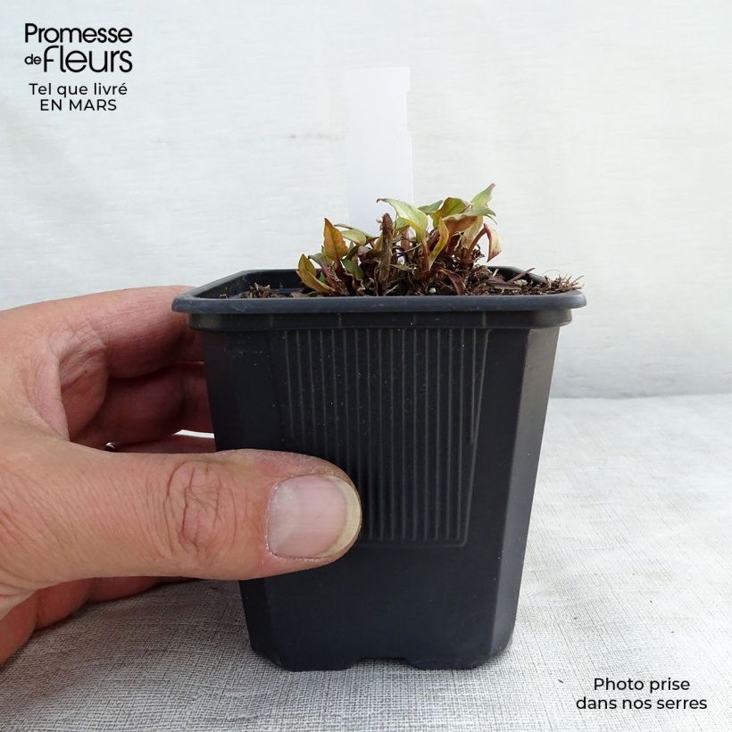 Persicaria amplexicaulis Golden Arrow - Mountain Fleece 8/9 cm pot sample as delivered in spring