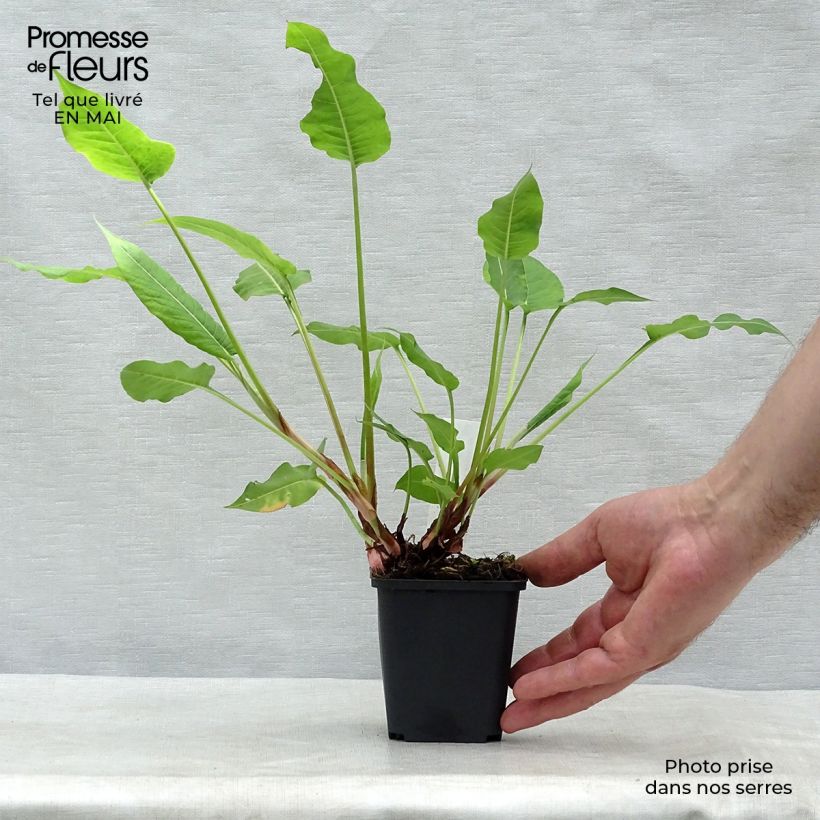 Persicaria amplexicaulis High Society - Mountain Fleece 8/9 cm pot sample as delivered in spring