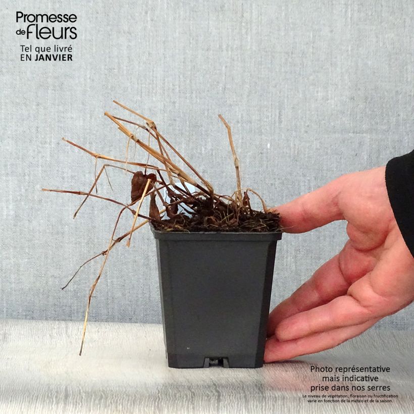 Persicaria amplexicaulis Inverleith - Mountain Fleece 8/9 cm pot sample as delivered in winter