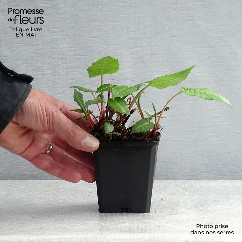 Persicaria amplexicaulis JS Caliente - Mountain Fleece 8/9 cm pot sample as delivered in spring