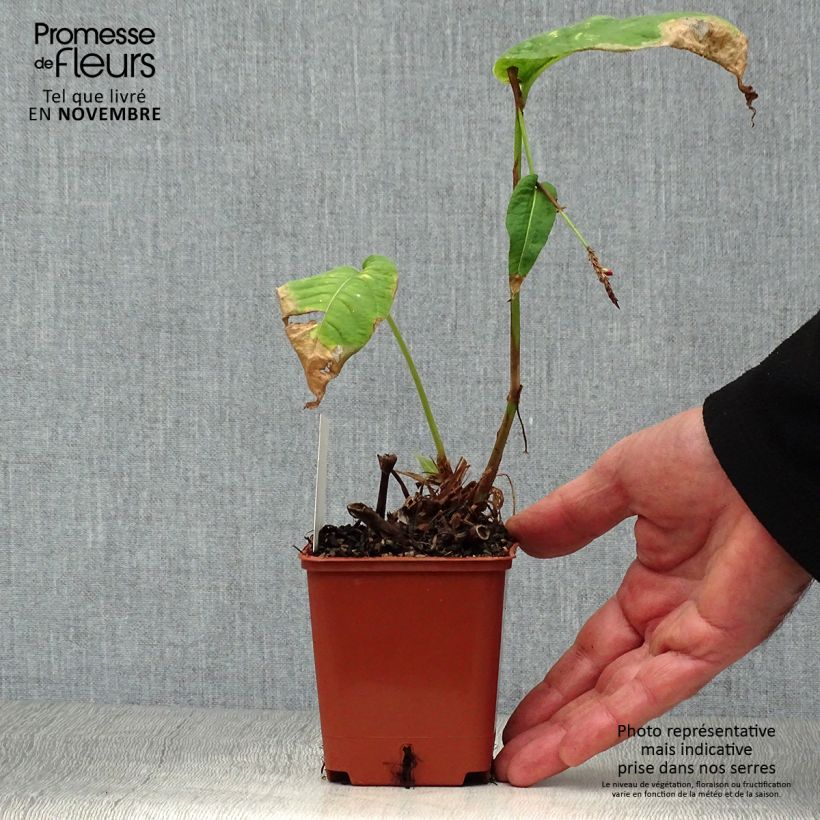 Persicaria amplexicaulis JS Caliente - Mountain Fleece 8/9 cm pot sample as delivered in autumn