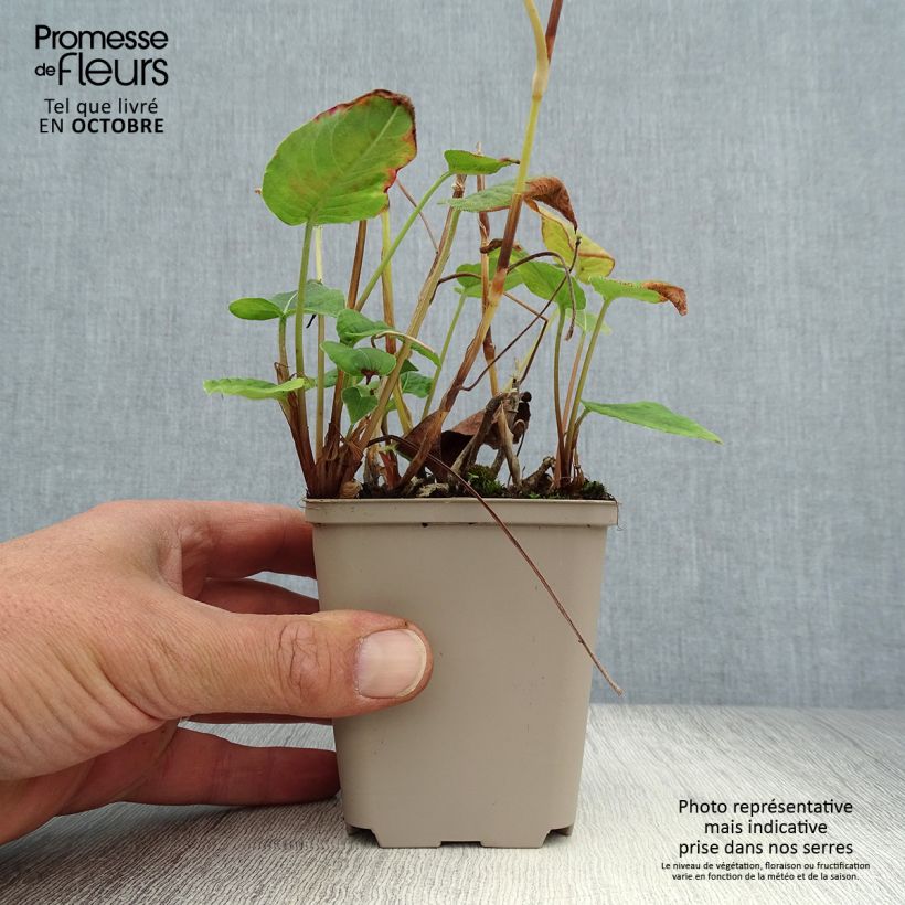 Persicaria amplexicaulis JS Delgado Macho - Mountain Fleece 8/9 cm pot sample as delivered in autumn