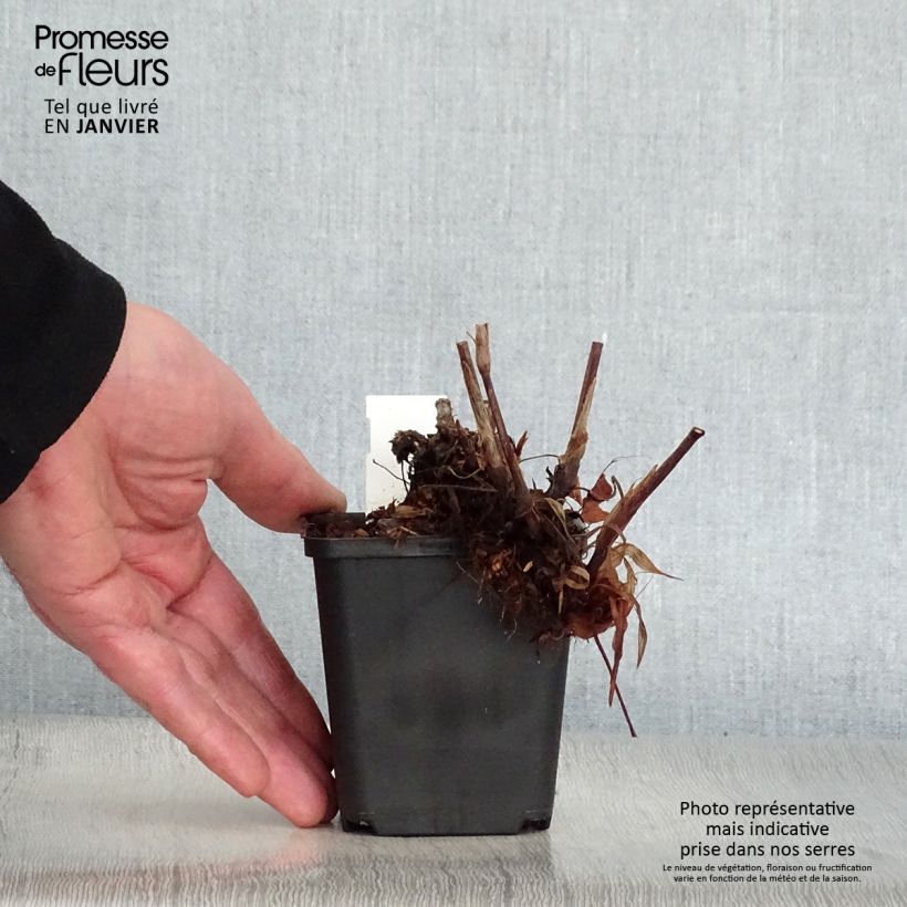 Persicaria amplexicaulis JS Delgado Macho - Mountain Fleece 8/9 cm pot sample as delivered in winter