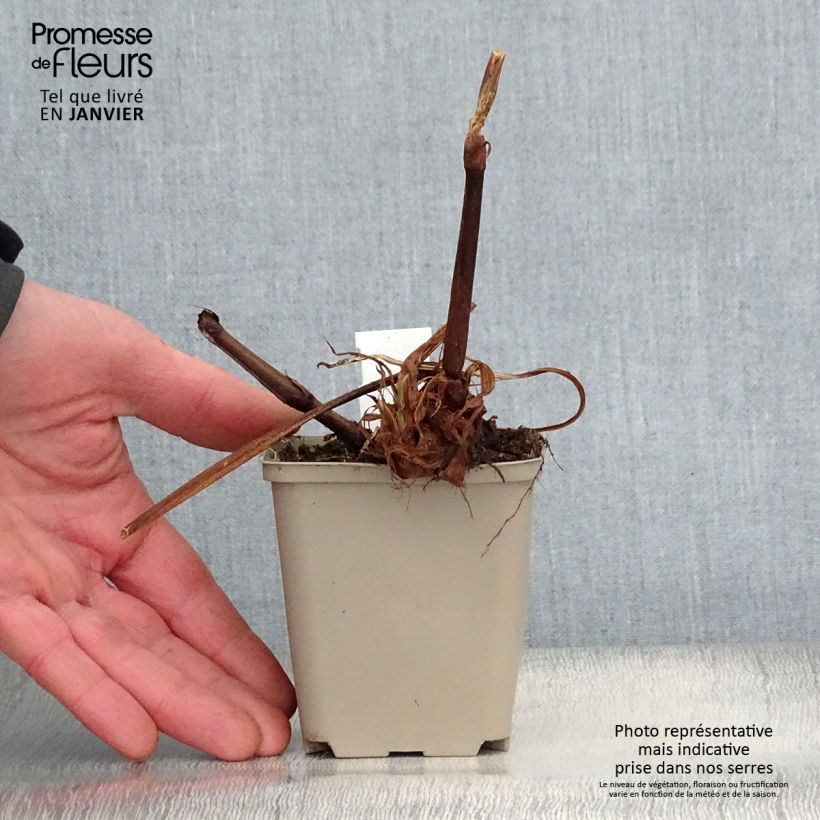 Persicaria amplexicaulis Jo and Guidos Form - Mountain Fleece 8/9 cm pot sample as delivered in winter