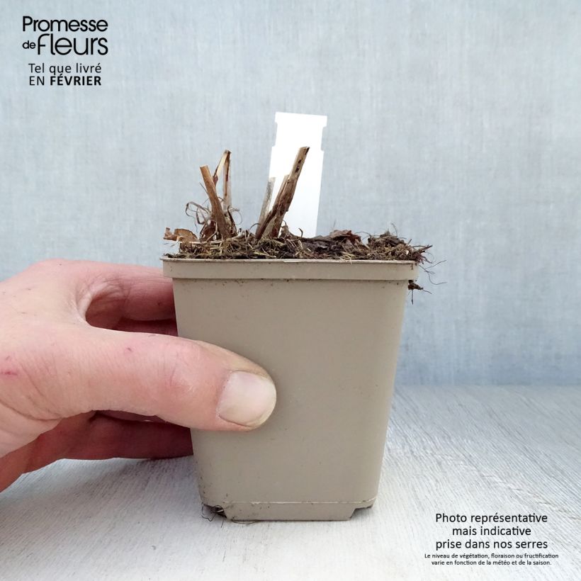 Persicaria amplexicaulis Pink Elephant - Mountain Fleece 8/9 cm pot sample as delivered in winter