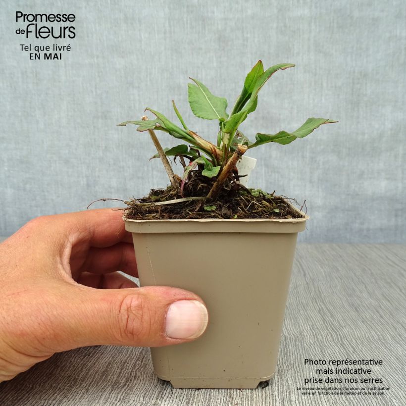 Persicaria amplexicaulis Pink Elephant - Mountain Fleece 8/9 cm pot sample as delivered in spring