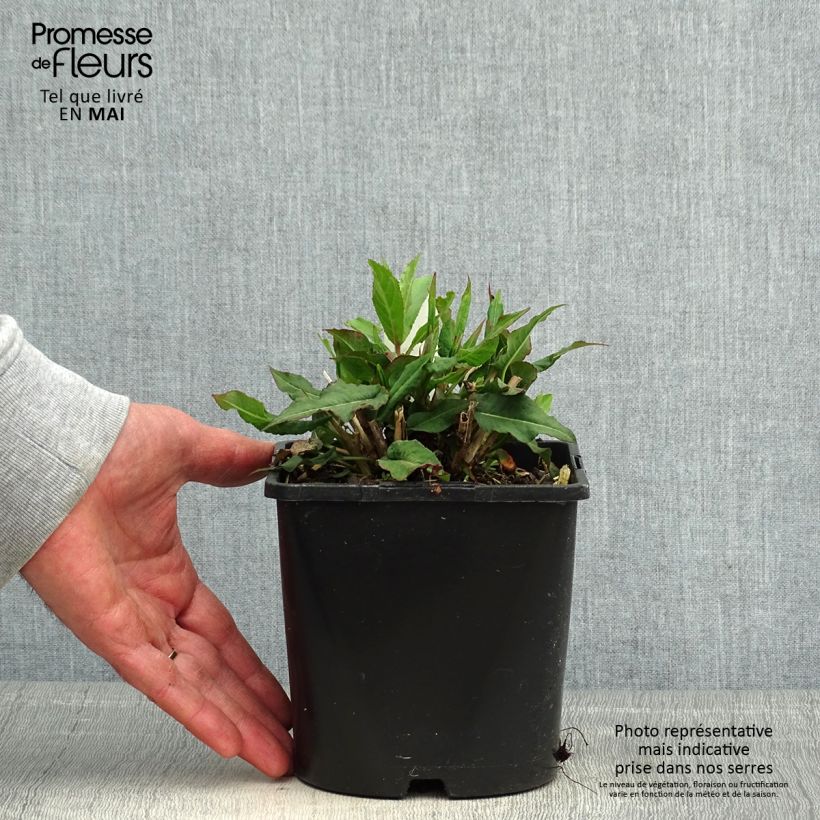 Persicaria amplexicaulis Pink Elephant - Mountain Fleece 1.5L/2L pot sample as delivered in spring