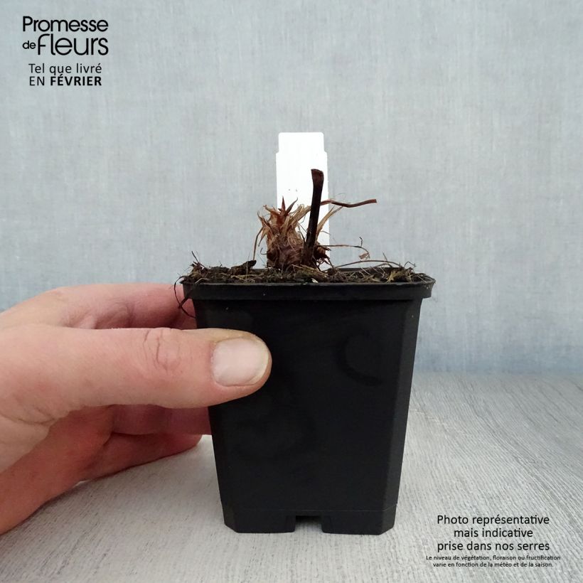 Persicaria amplexicaulis Taurus - Mountain Fleece 8/9 cm pot sample as delivered in winter