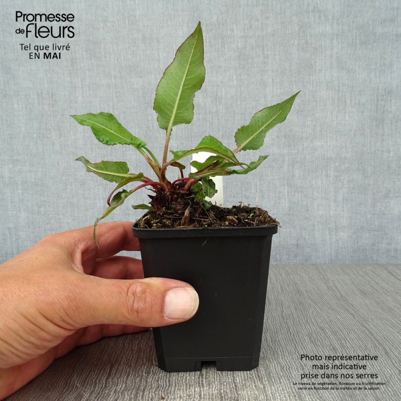Persicaria amplexicaulis Taurus - Mountain Fleece 8/9 cm pot sample as delivered in spring