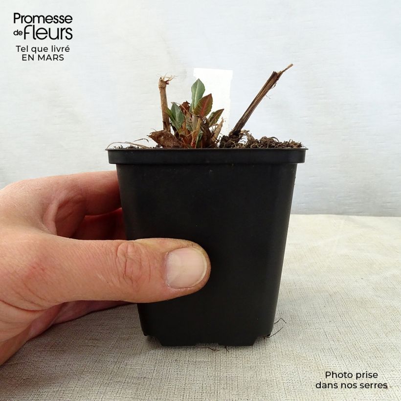 Persicaria amplexicaulis White Eastfield - Mountain Fleece 8/9 cm pot sample as delivered in spring