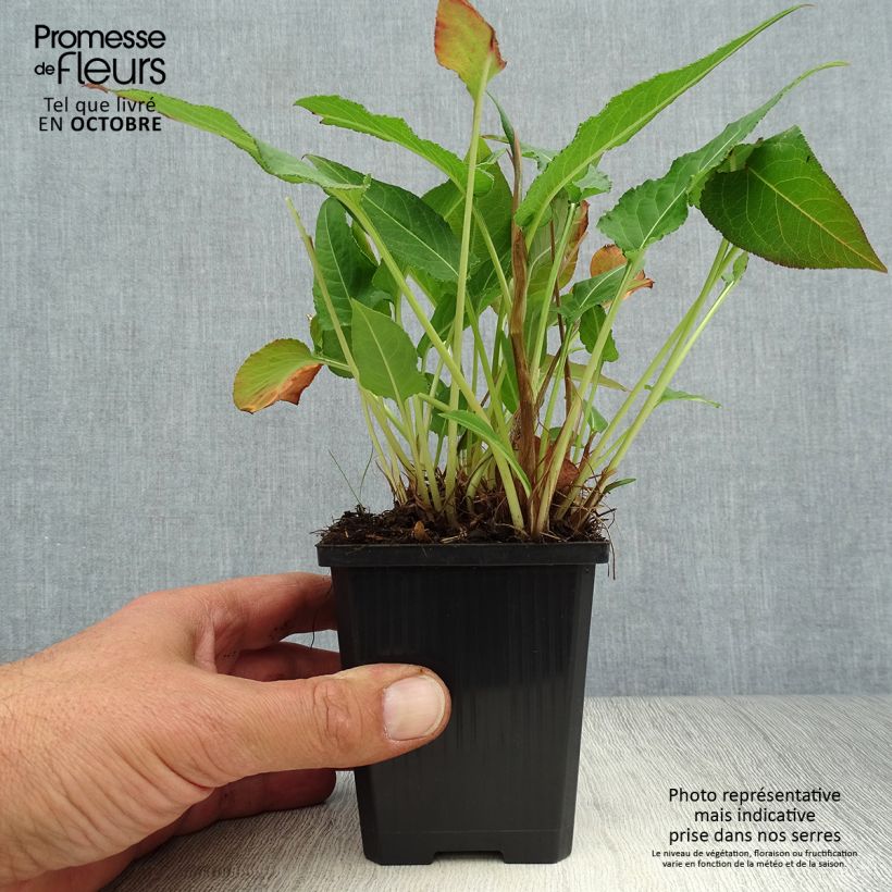 Persicaria amplexicaulis White Eastfield - Mountain Fleece 8/9 cm pot sample as delivered in autumn