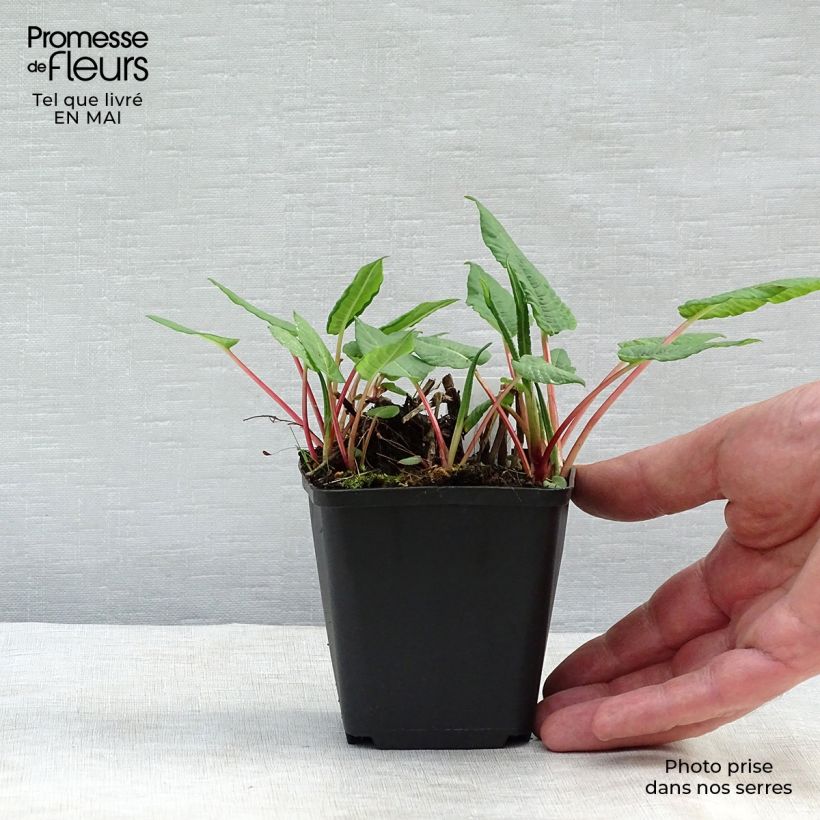 Persicaria amplexicaulis var. pendula - Mountain Fleece 8/9 cm pot sample as delivered in spring