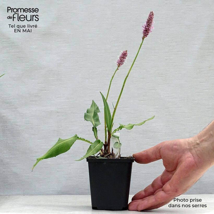Persicaria bistorta Hohe Tatra - Bistort 8/9 cm pot sample as delivered in spring