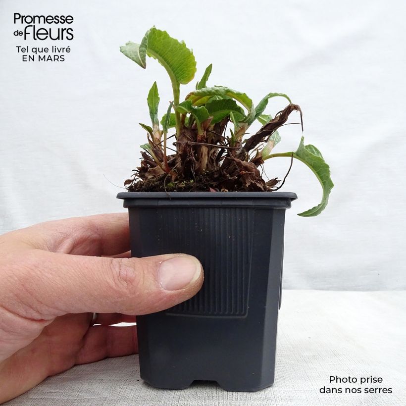 Persicaria bistorta Superba - Bistort 8/9 cm pot sample as delivered in spring