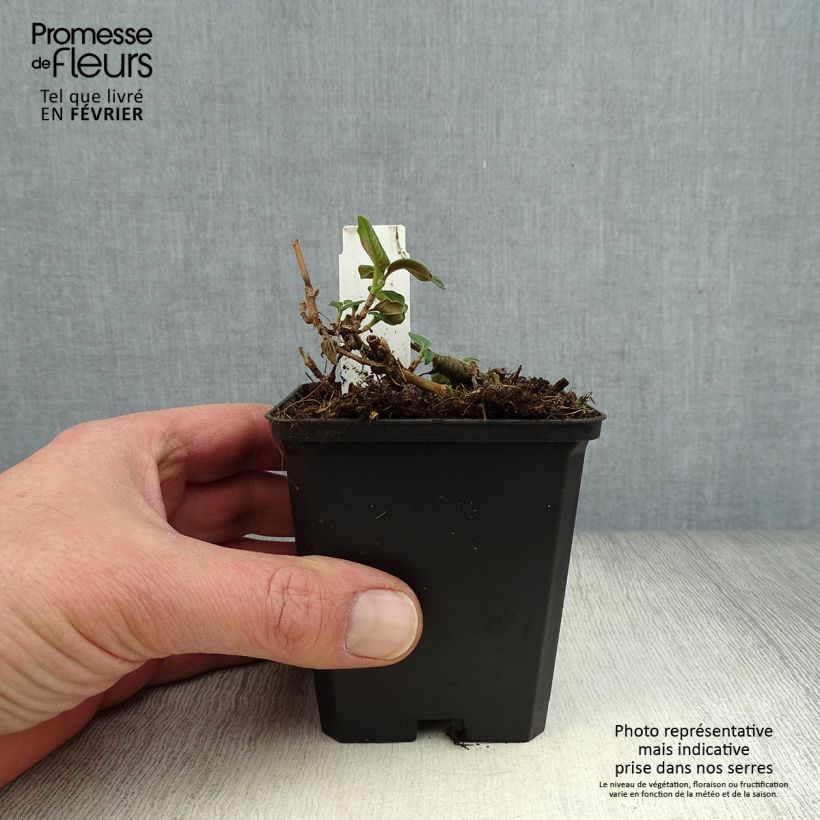 Persicaria campanulata 8/9 cm pot sample as delivered in winter