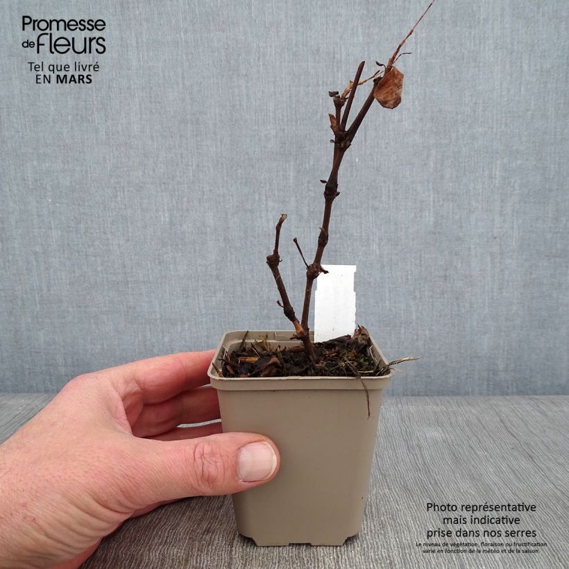 Persicaria virginiana var. filiformis - Virginia Knotweed 8/9 cm pot sample as delivered in winter