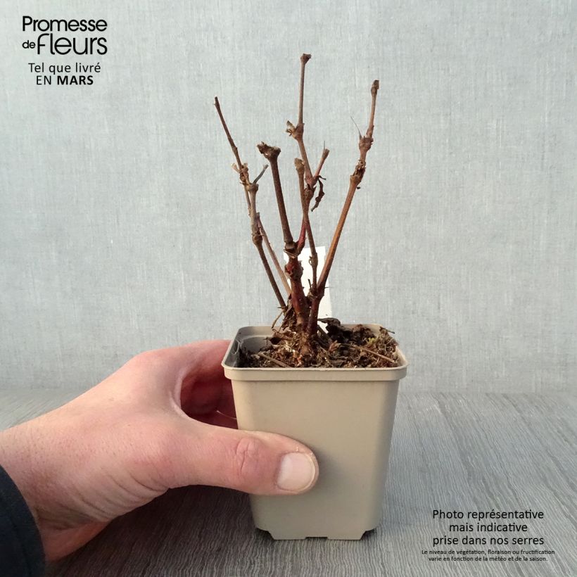 Persicaria virginiana var. filiformis - Virginia Knotweed 8/9 cm pot sample as delivered in spring