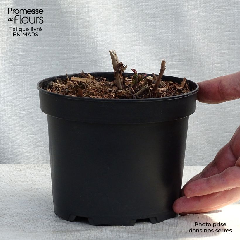 Persicaria polymorpha - Knotweed 2L/3L pot sample as delivered in winter