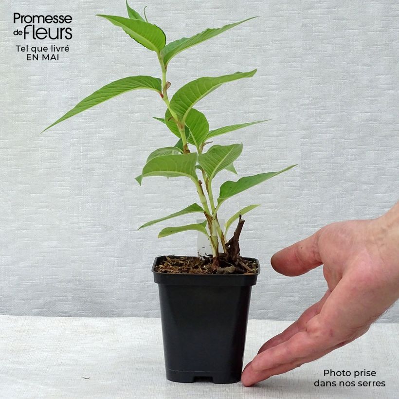Persicaria polymorpha - Knotweed 8/9 cm pot sample as delivered in spring