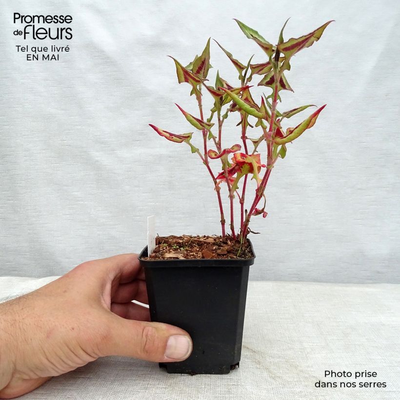 Persicaria runcinata Purple Fantasy - Knotweed 8/9 cm pot sample as delivered in spring