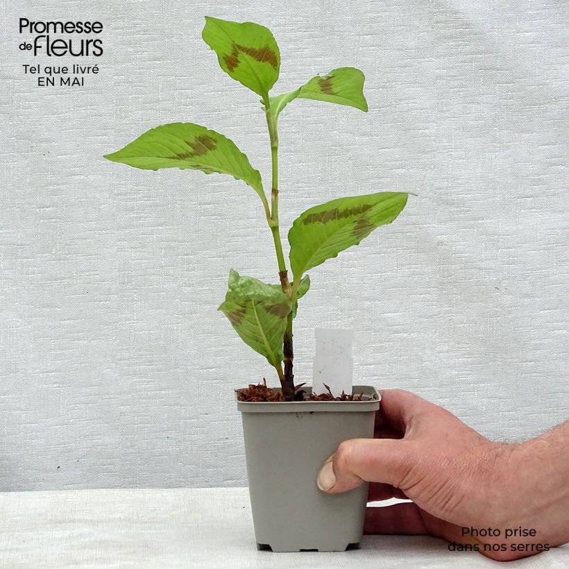 Persicaria virginiana Lance Corporal - Virginia Knotweed 8/9 cm pot sample as delivered in spring
