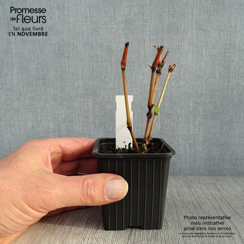 Persicaria virginiana Painters Palette - Virginia Knotweed 8/9 cm pot sample as delivered in autumn