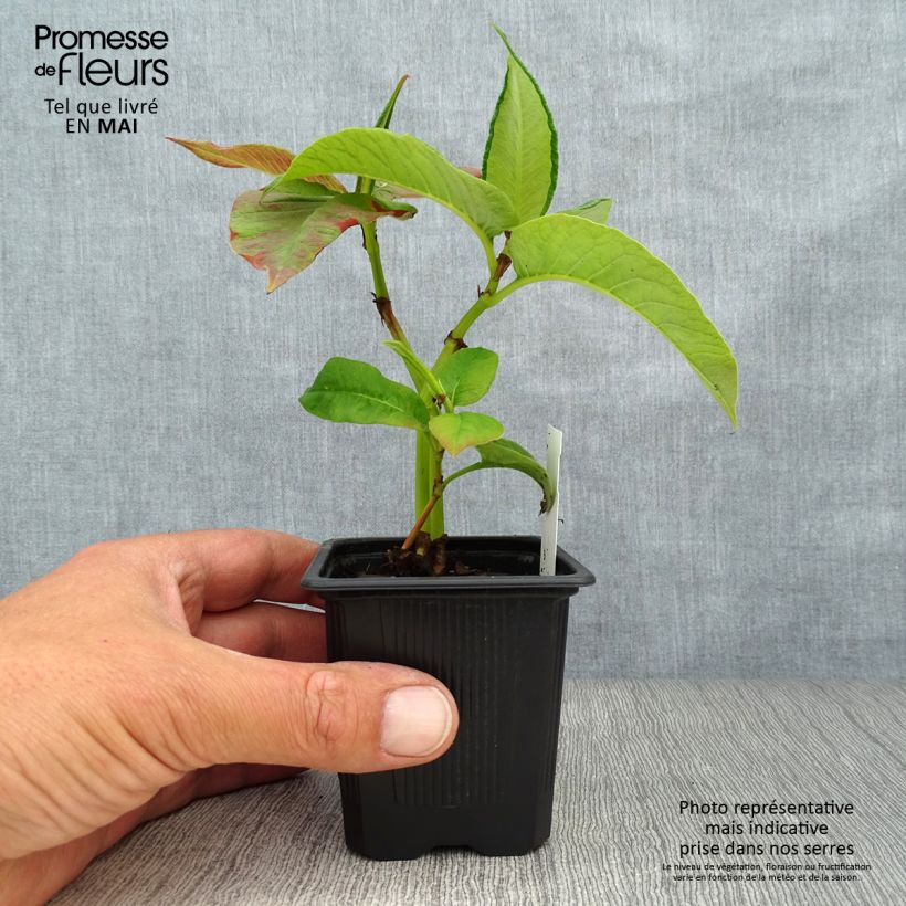 Persicaria weyrichii - Knotweed 8/9 cm pot sample as delivered in spring