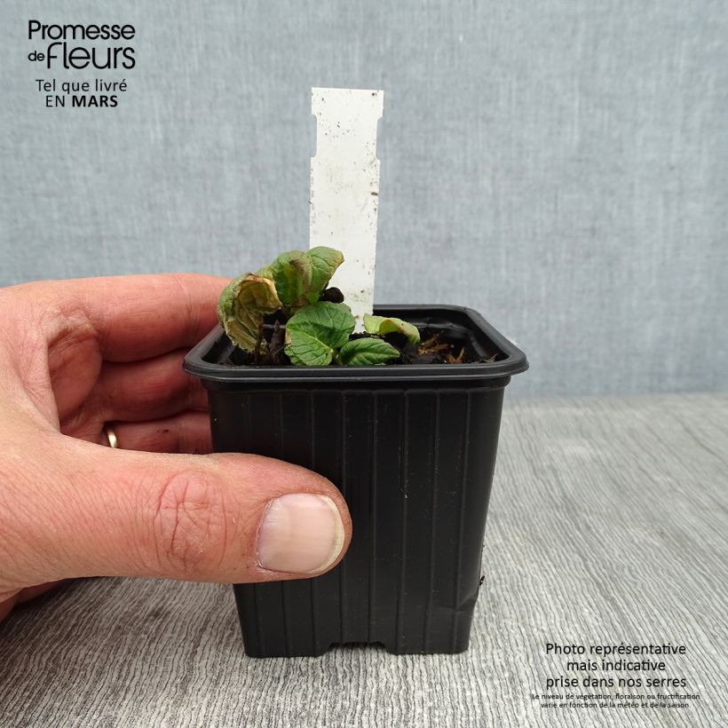 Persicaria weyrichii - Knotweed 8/9 cm pot sample as delivered in winter