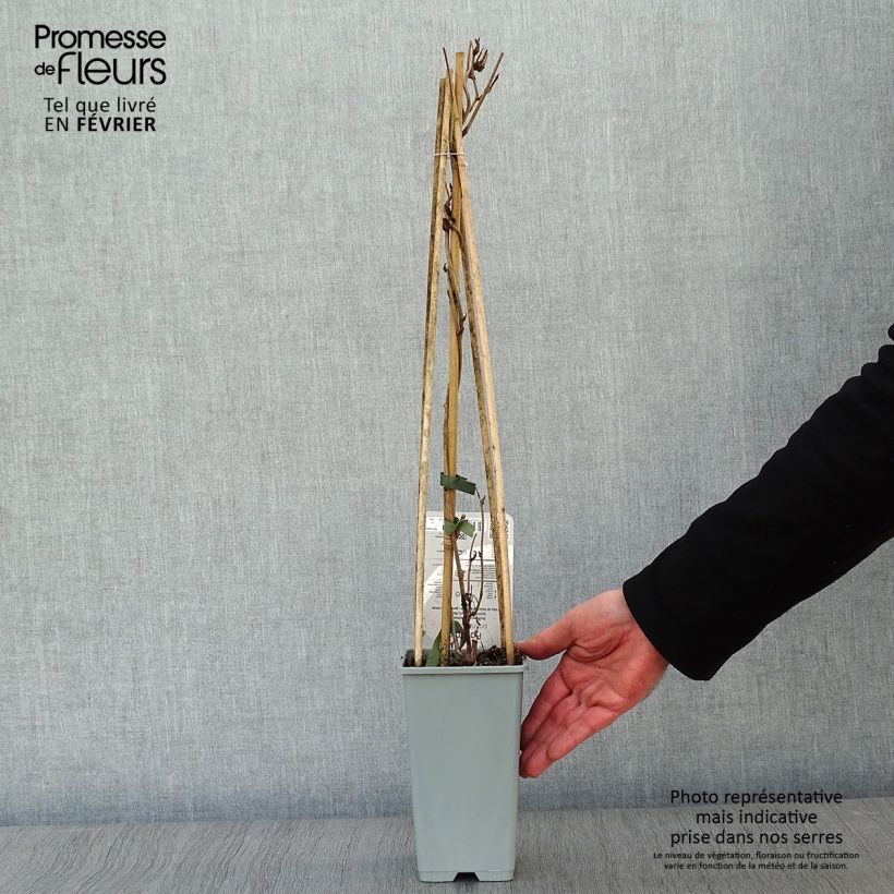 Fallopia aubertii 2L/3L pot sample as delivered in winter