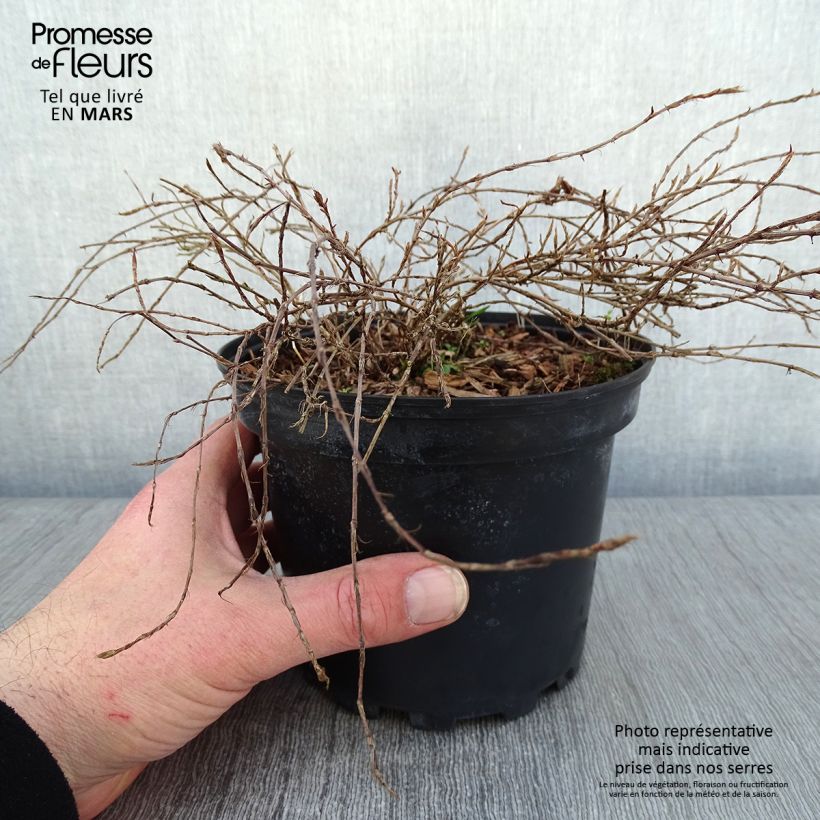 Persicaria vacciniifolia - Knotweed 2L/3L pot sample as delivered in winter