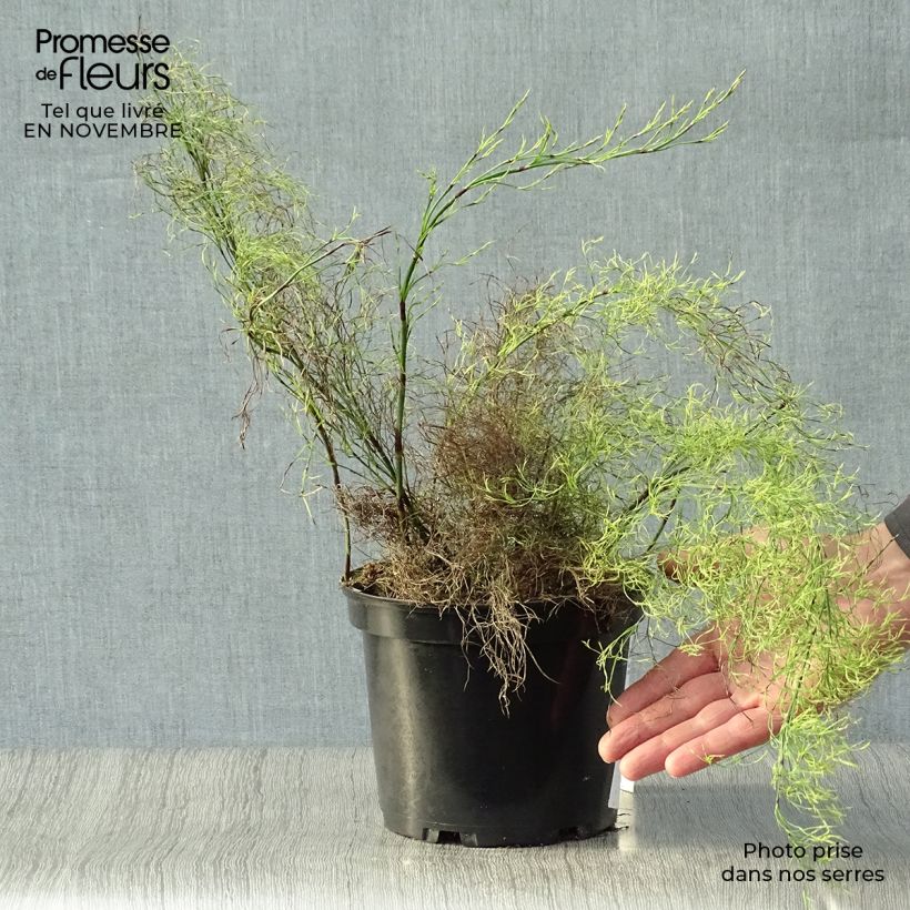 Restio tetraphyllus 2L/3L pot sample as delivered in autumn