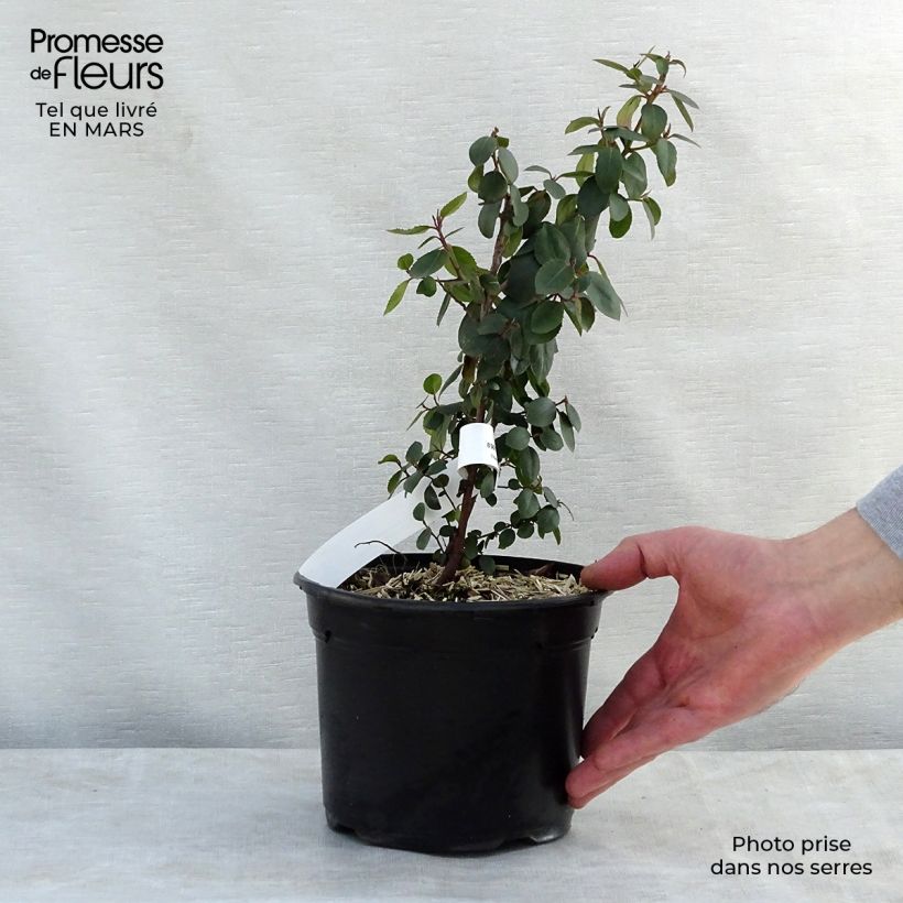 Rhamnus alaternus  2L/3L pot sample as delivered in spring