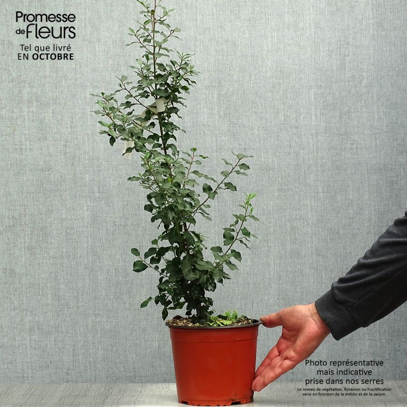 Rhamnus alaternus  2L/3L pot sample as delivered in autumn