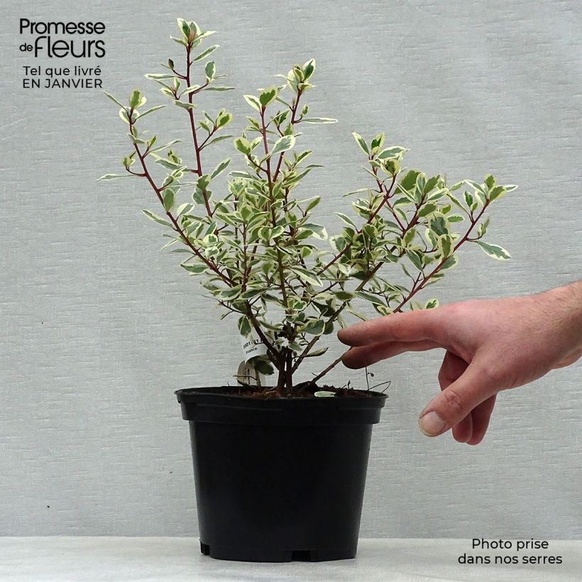 Rhamnus alaternus Argenteovariegata - Italian Buckthorn 2L/3L pot sample as delivered in winter