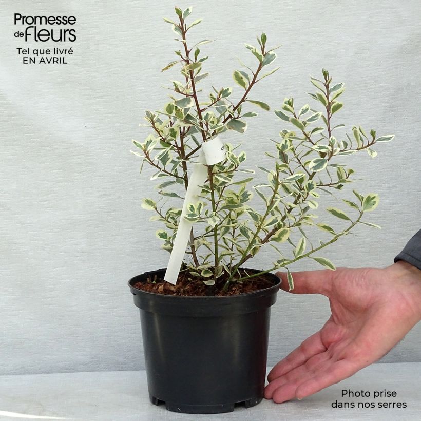 Rhamnus alaternus Argenteovariegata - Italian Buckthorn 2L/3L pot sample as delivered in spring