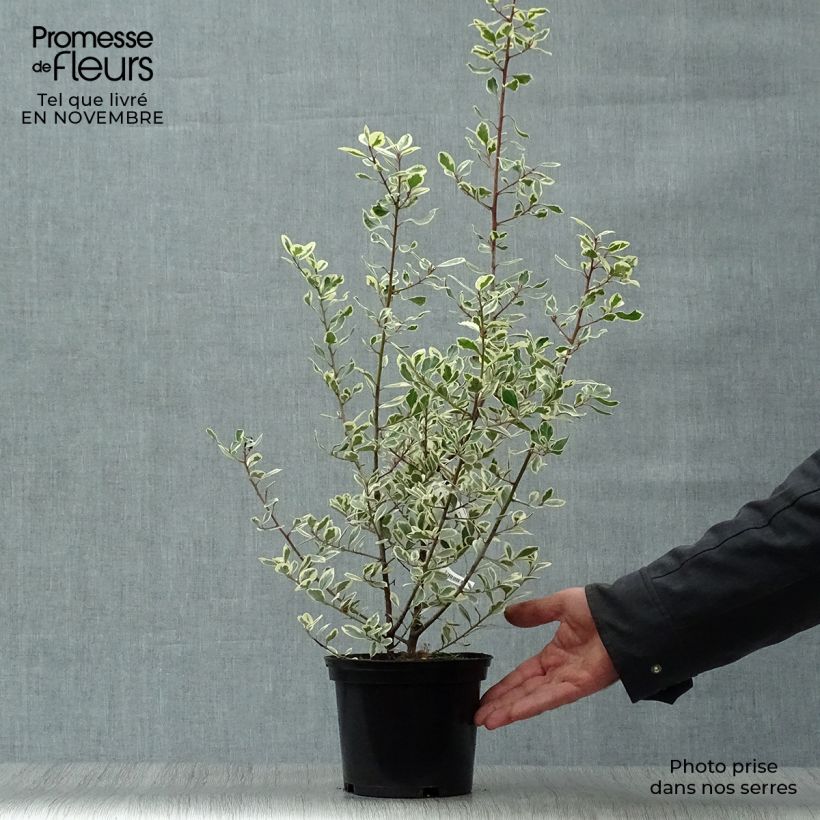Rhamnus alaternus Argenteovariegata - Italian Buckthorn 2L/3L pot sample as delivered in autumn