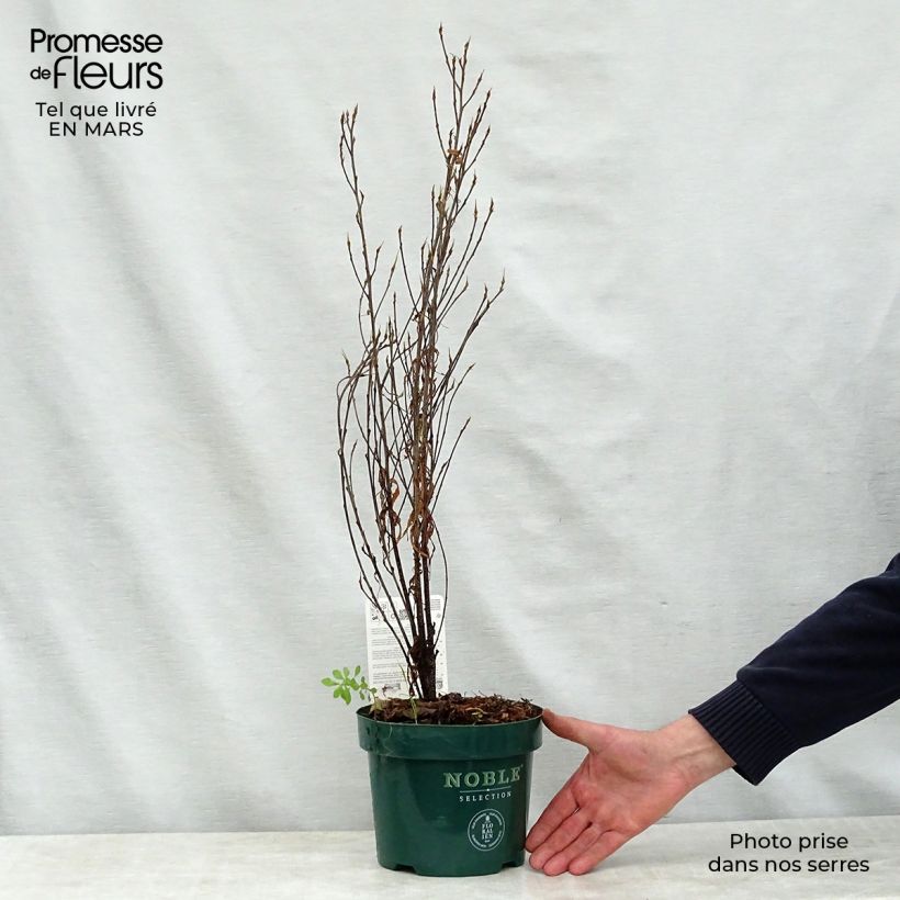 Rhamnus frangula Fine Line - Alder Buckthorn 3L/4L pot sample as delivered in spring