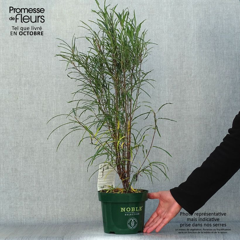 Rhamnus frangula Fine Line - Alder Buckthorn 3L/4L pot sample as delivered in autumn