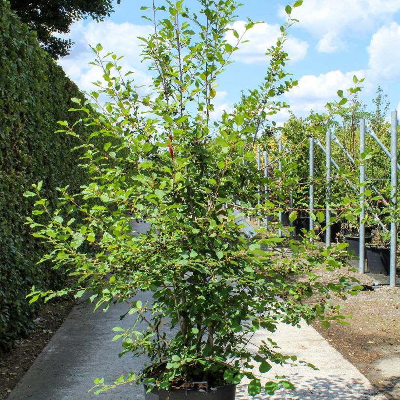 Rhamnus (Frangula) frangula (alnus)  70L/75L pot sample as delivered in spring