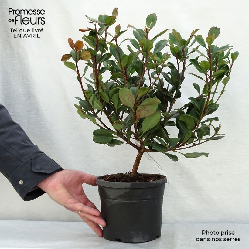 Rhaphiolepis indica Springtime 3L/4L pot sample as delivered in spring