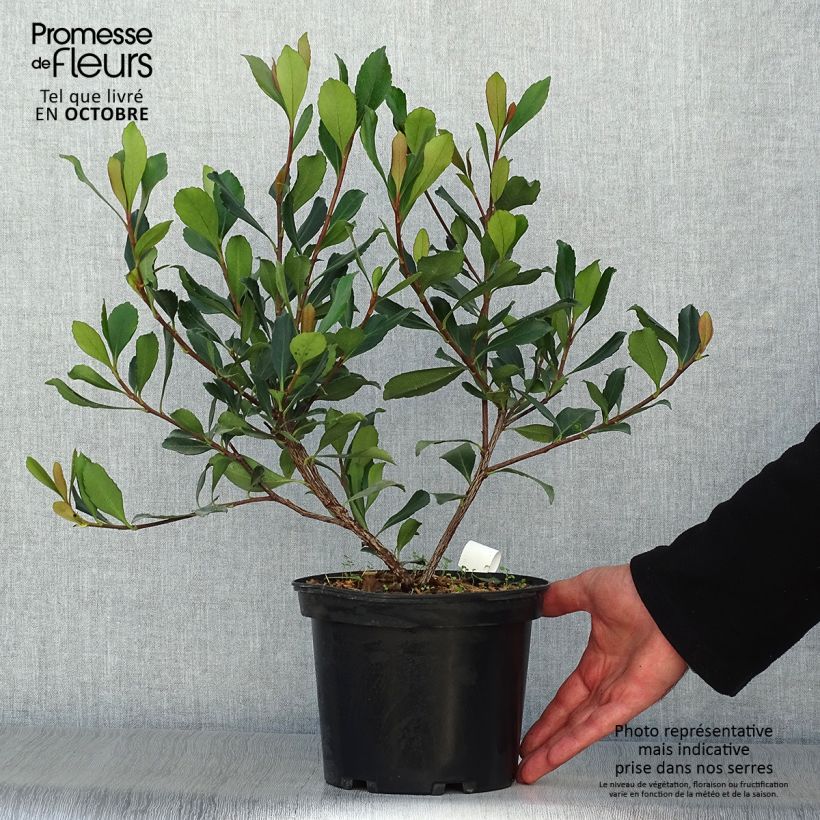 Rhaphiolepis delacourii Coates Crimson 2L/3L pot sample as delivered in autumn