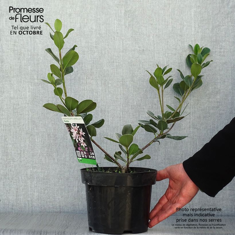 Rhaphiolepis umbellata f. ovata 2L/3L pot sample as delivered in autumn