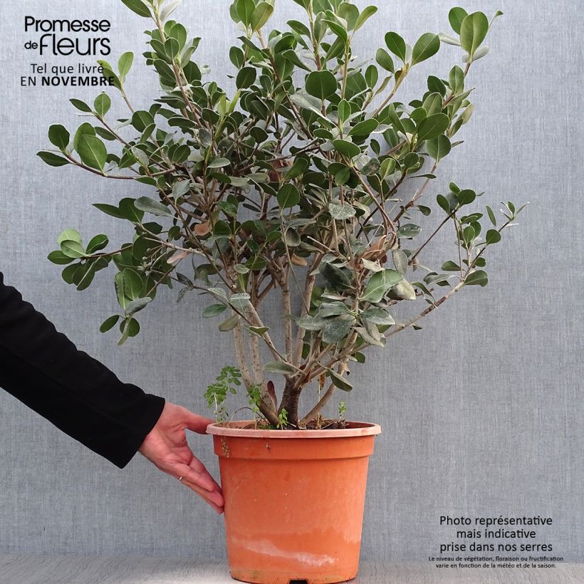 Rhaphiolepis umbellata f. ovata 7.5L/10L pot sample as delivered in autumn