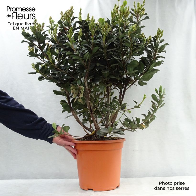 Rhaphiolepis umbellata f. ovata 7.5L/10L pot sample as delivered in spring