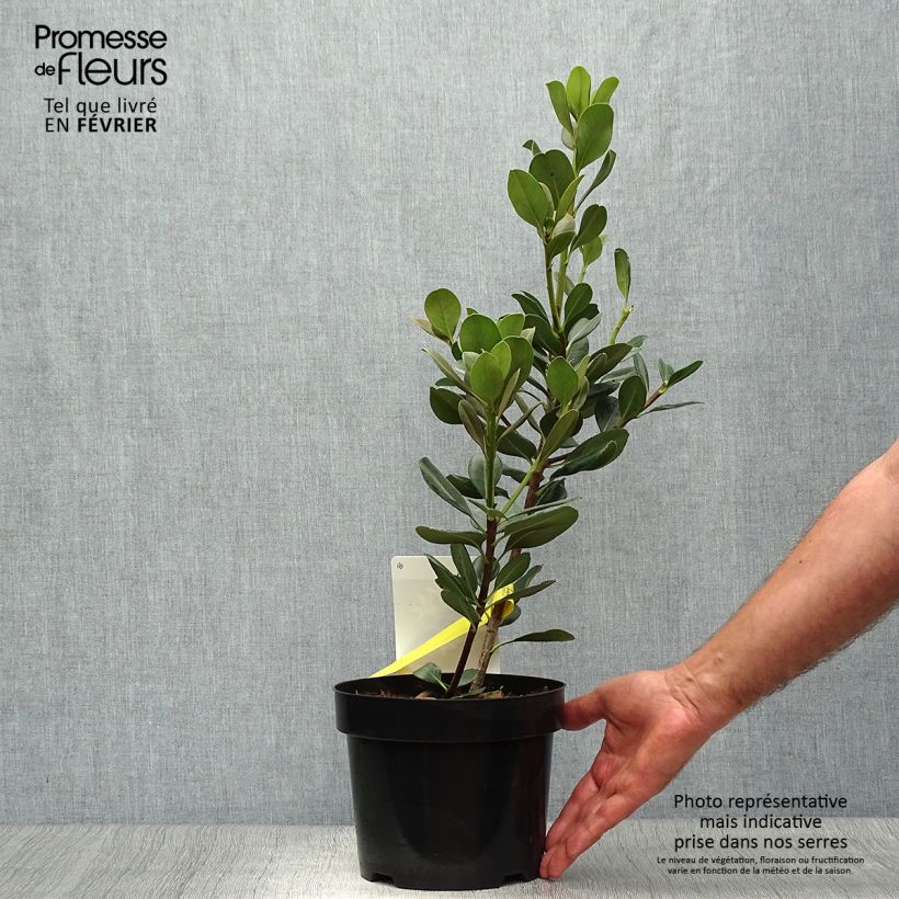 Rhaphiolepis umbellata (japonica)  3L/4L pot sample as delivered in autumn