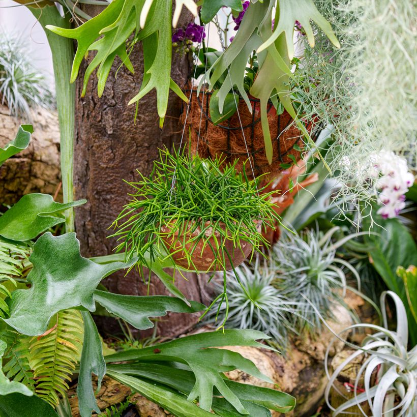 Rhipsalis baccifera - Mistletoe cactus (Plant habit)