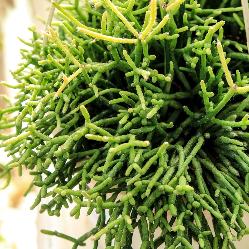 Rhipsalis cereuscula - Coral cactus (Foliage)