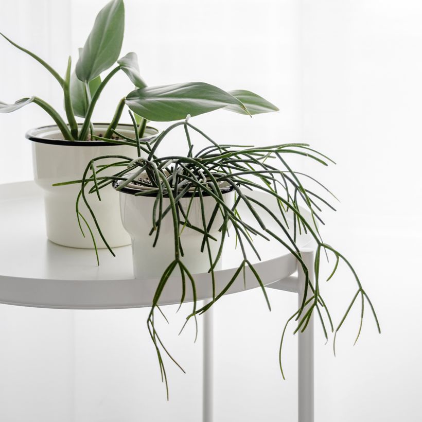 Rhipsalis baccifera - Mistletoe Cactus (Plant habit)