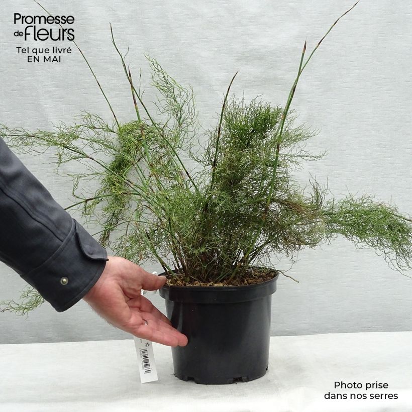Rhodocoma capensis  2L/3L pot sample as delivered in spring