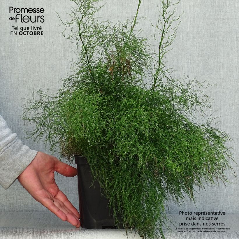 Rhodocoma gigantea - Restio 2L/3L pot sample as delivered in autumn